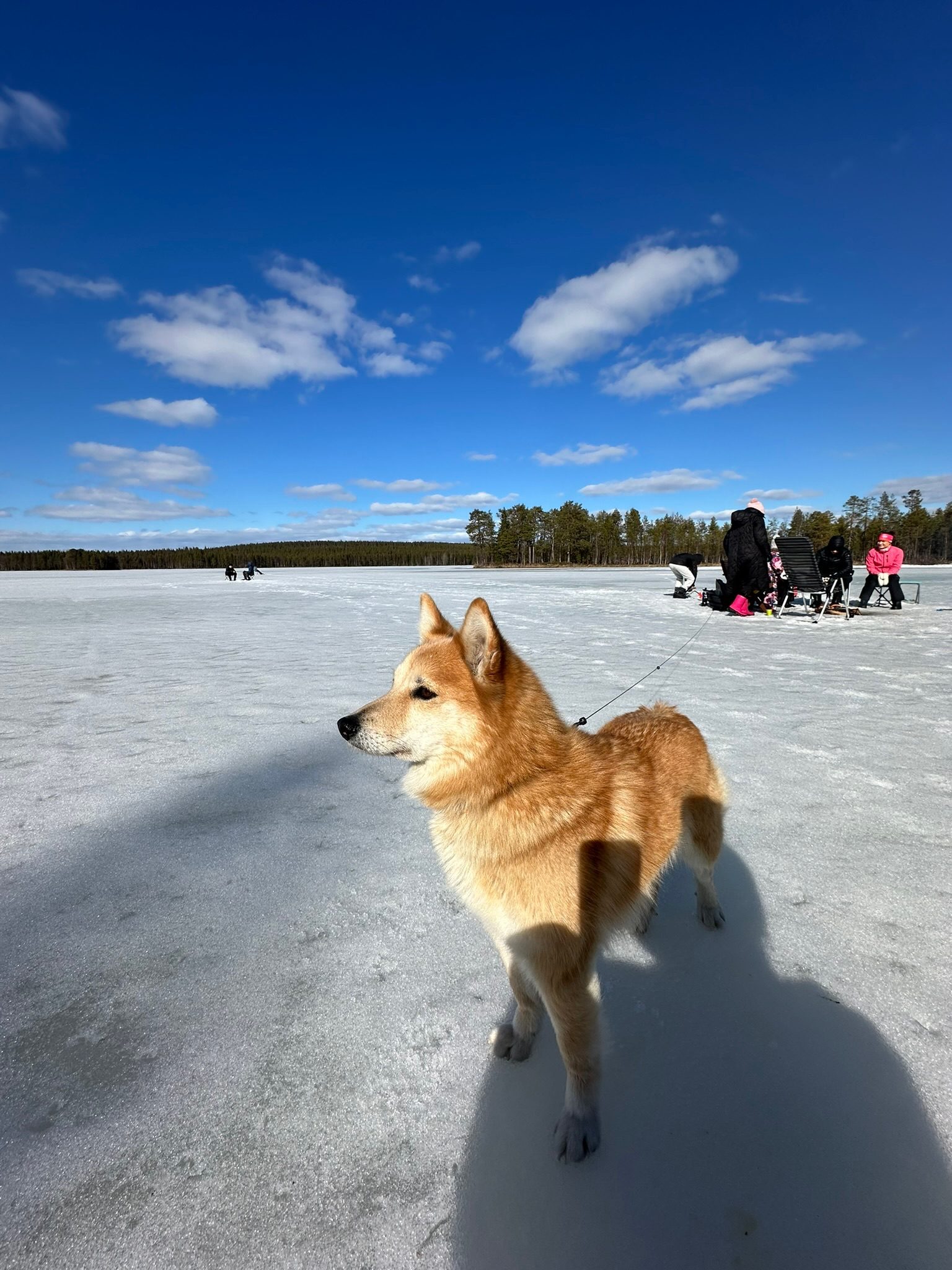 Pilkkiminen jäällä koiran kanssa